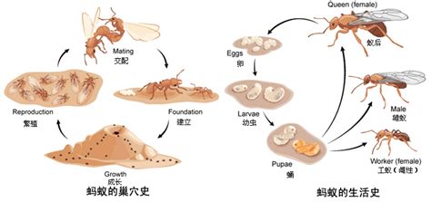 螞蟻一生|螞蟻